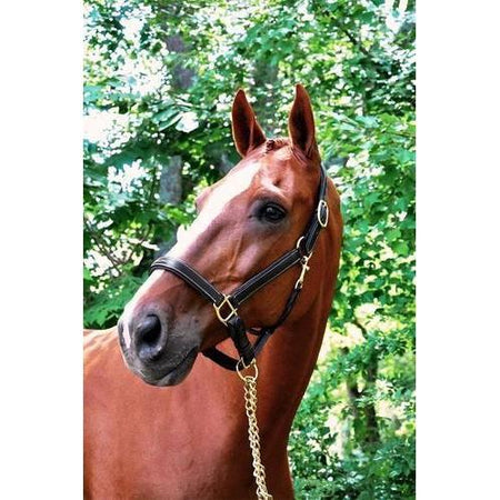 Red Barn Fancy Stitched Running Martingale